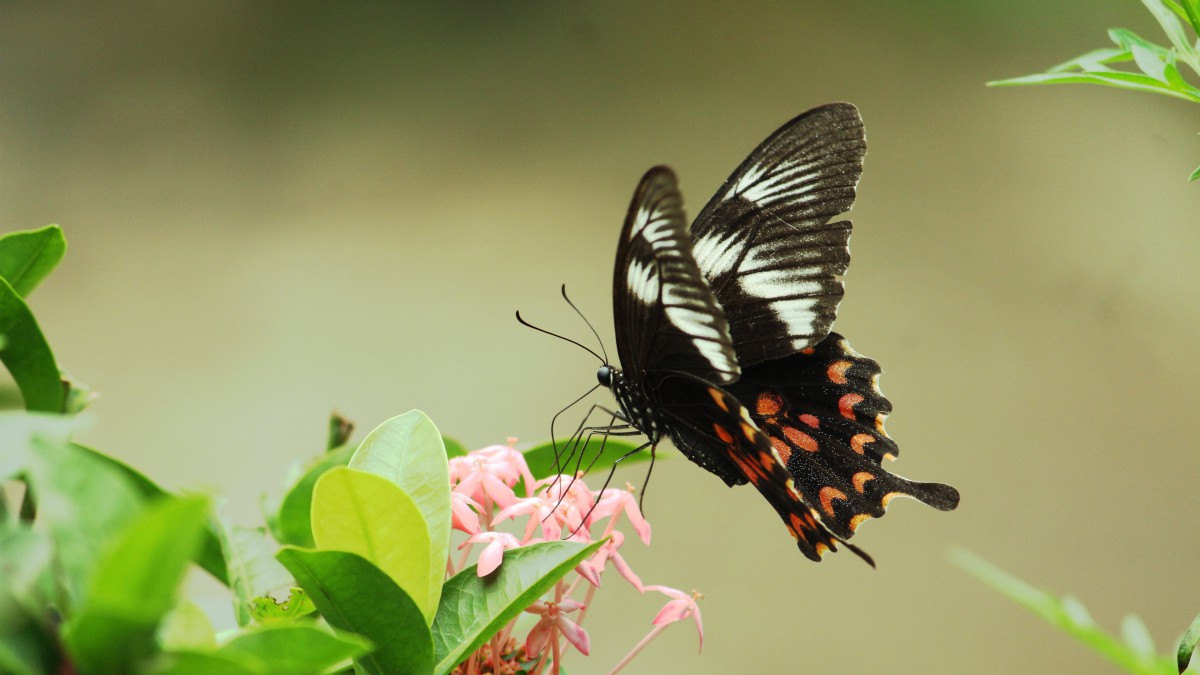 绿带翠凤蝶图片 动物壁纸 高清动物图片 第7图 娟娟壁纸