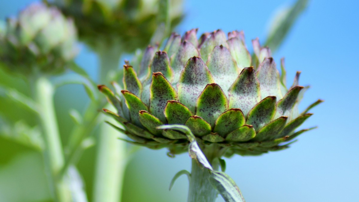 朝鲜蓟图片花(2/18)