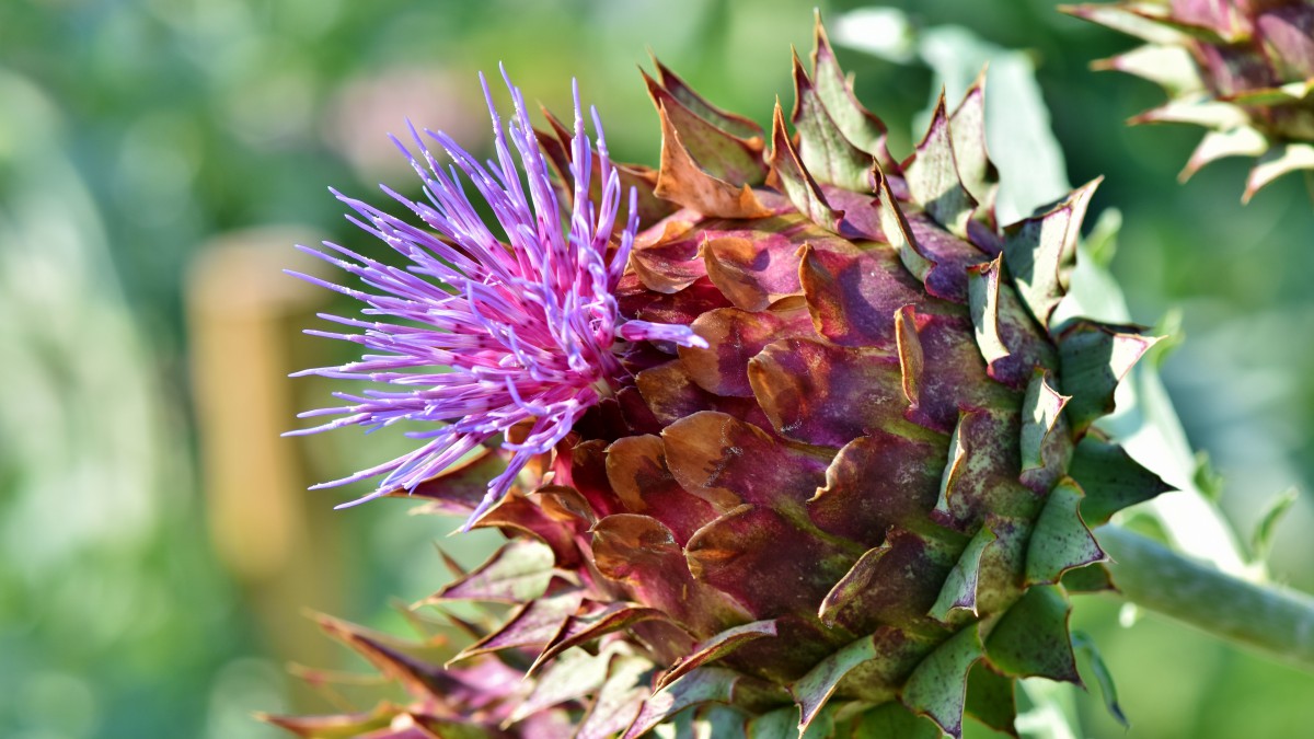 朝鲜蓟图片花418