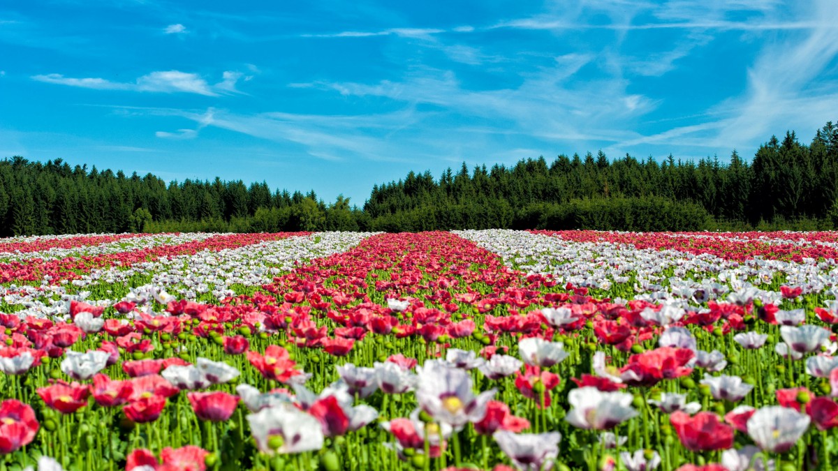 郁金香花海图片高清