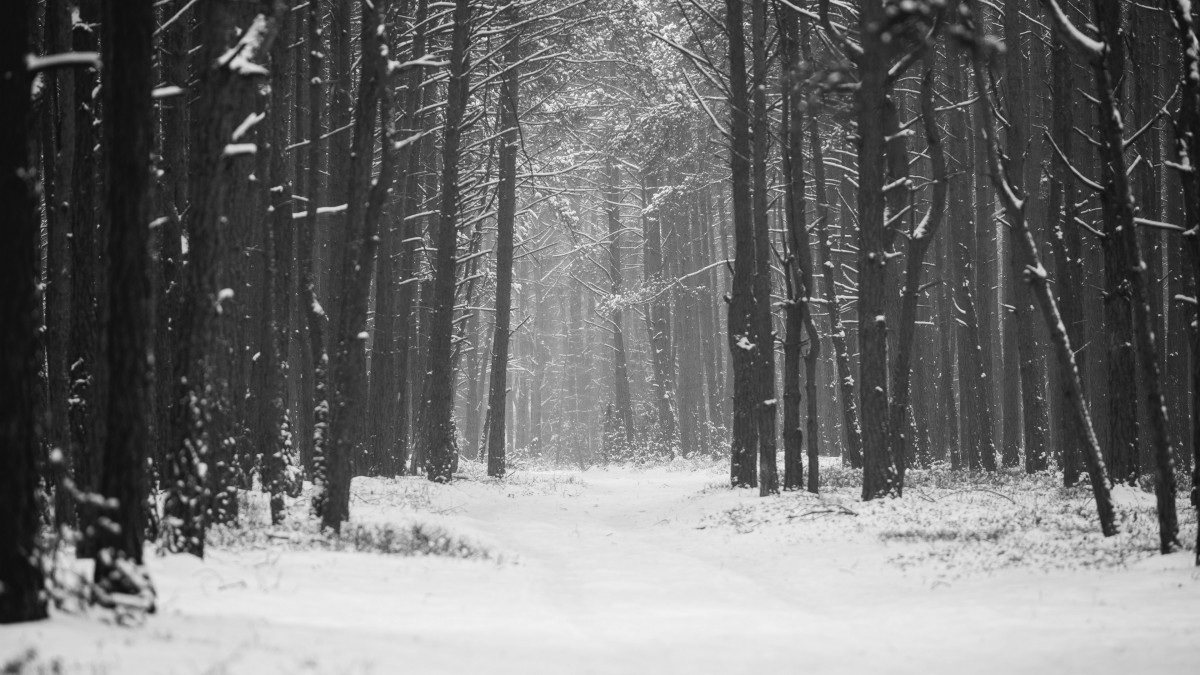 唯美的冬季森林雪景图片59