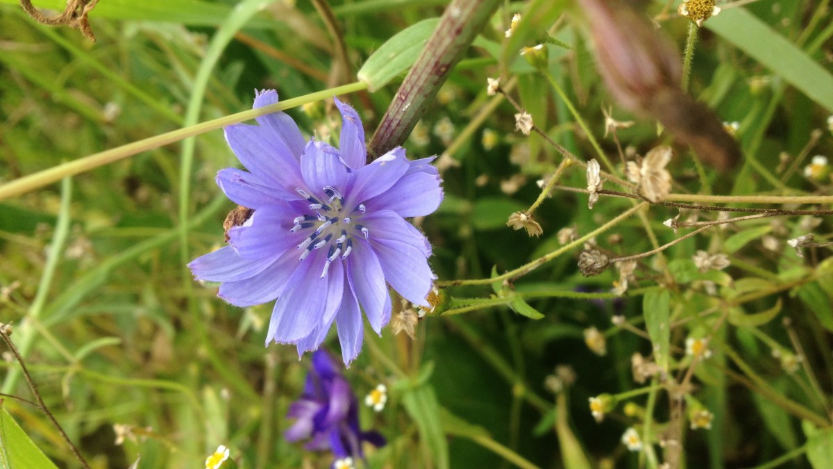 野生菊苣图片大全
