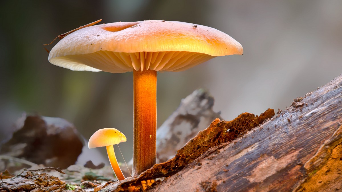 森林里的蘑菇高清图片116