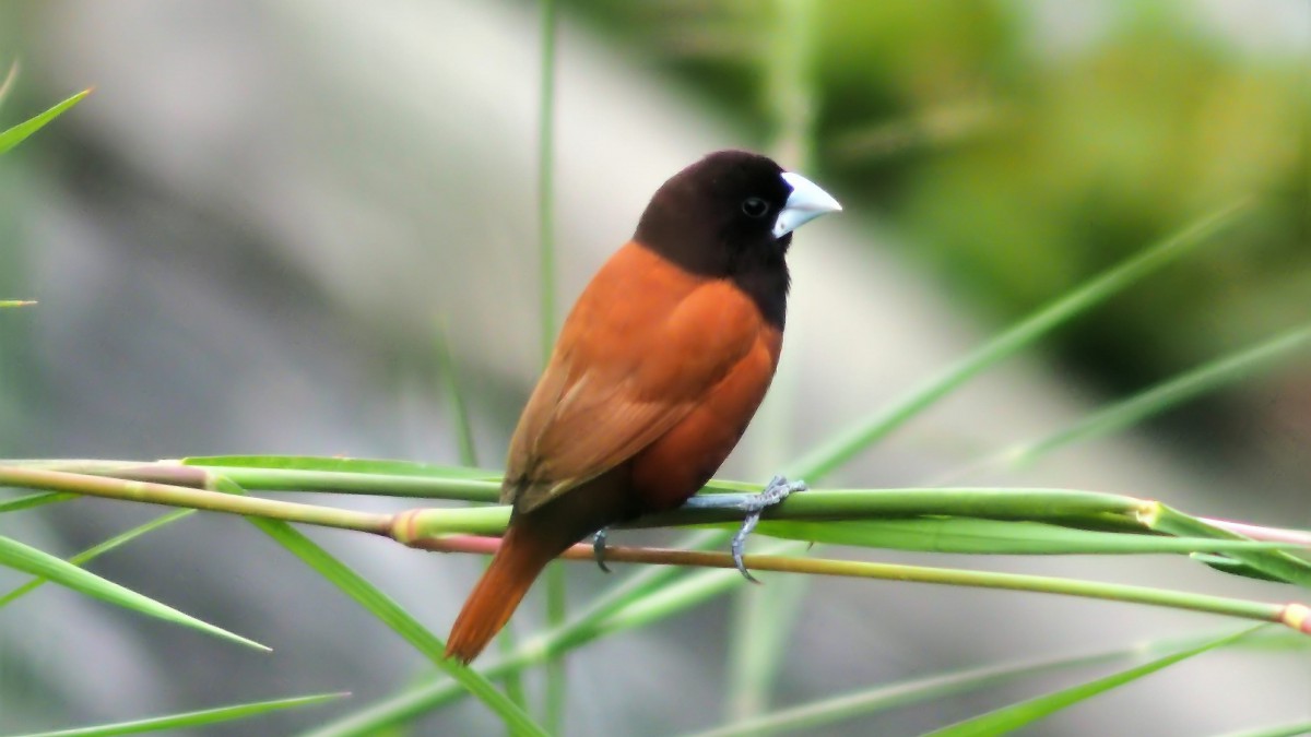 梅花雀科黑文鳥圖片58