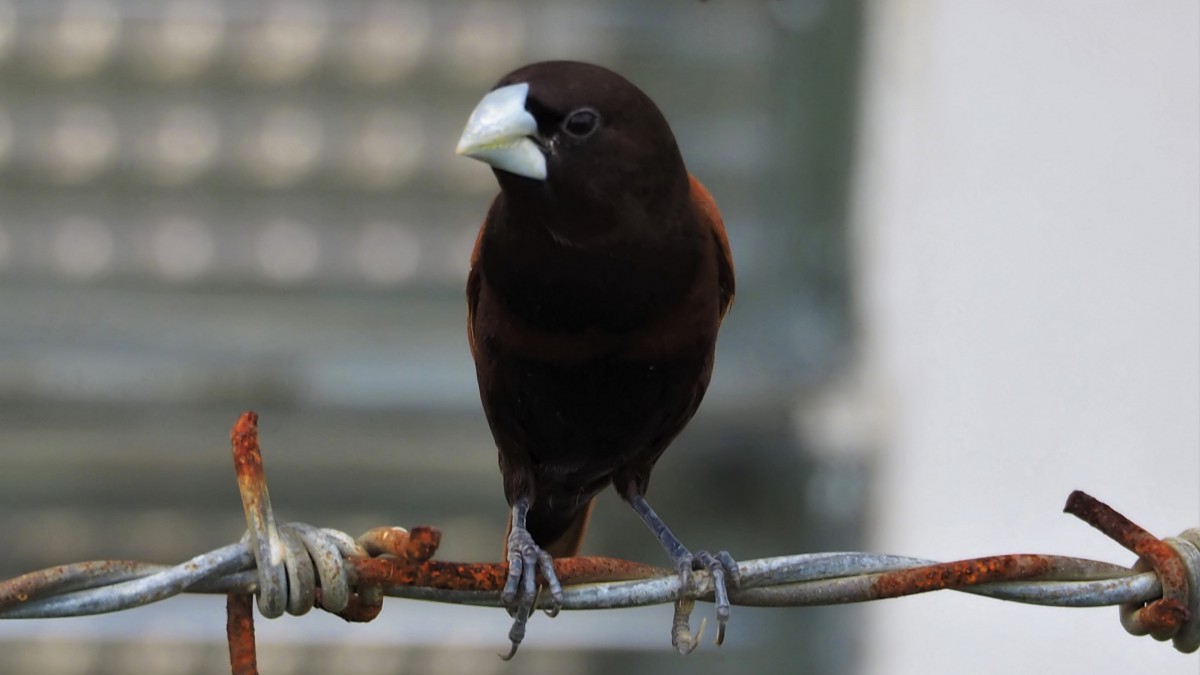 梅花雀科黑文鸟图片88