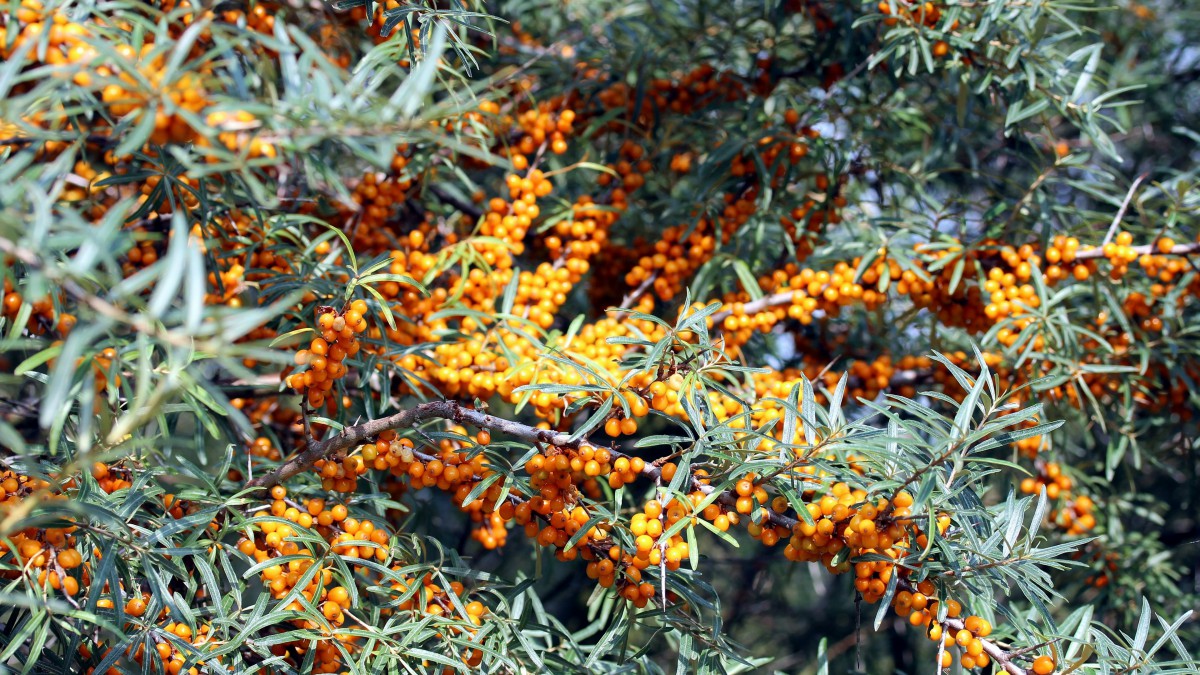 黄色沙棘果图片511
