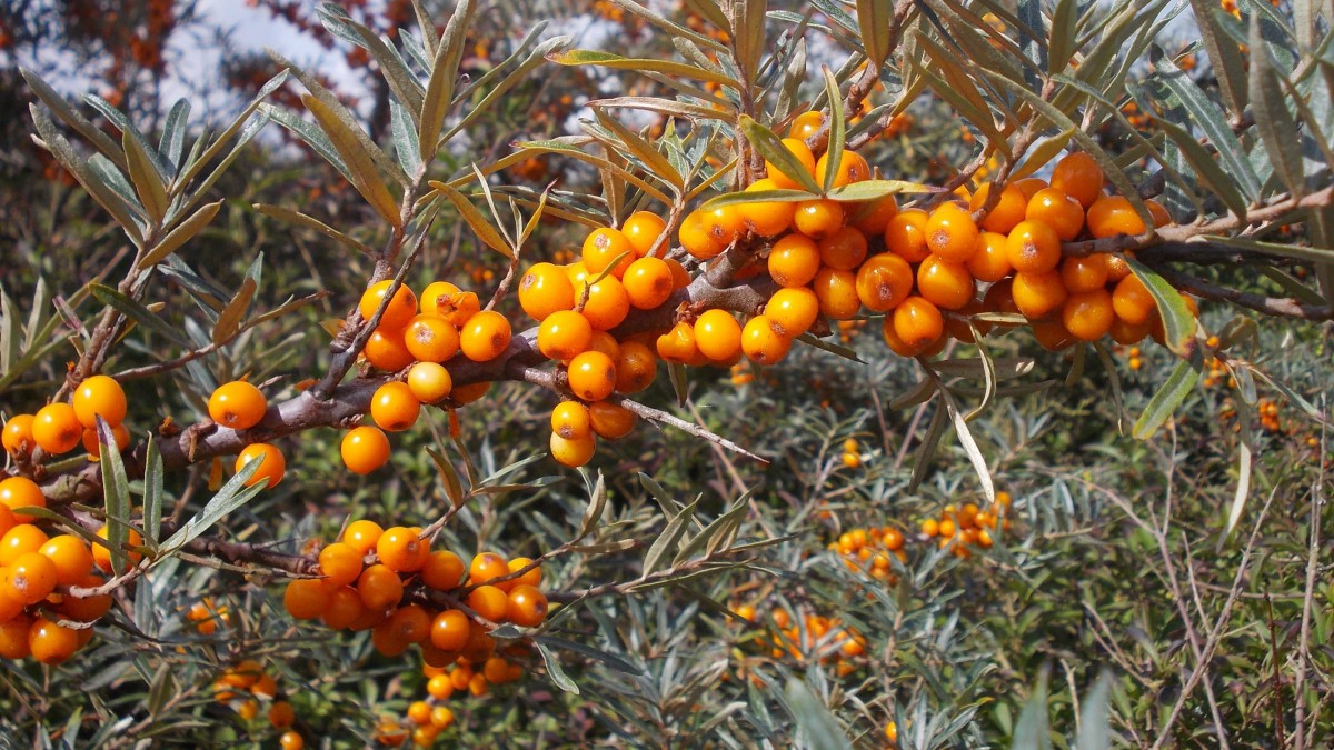 黄色沙棘果图片611