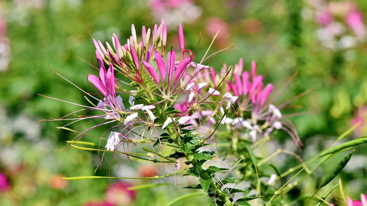 高清醉蝶花图片大图-花卉壁纸-高清花卉图片-第12图-娟娟壁纸