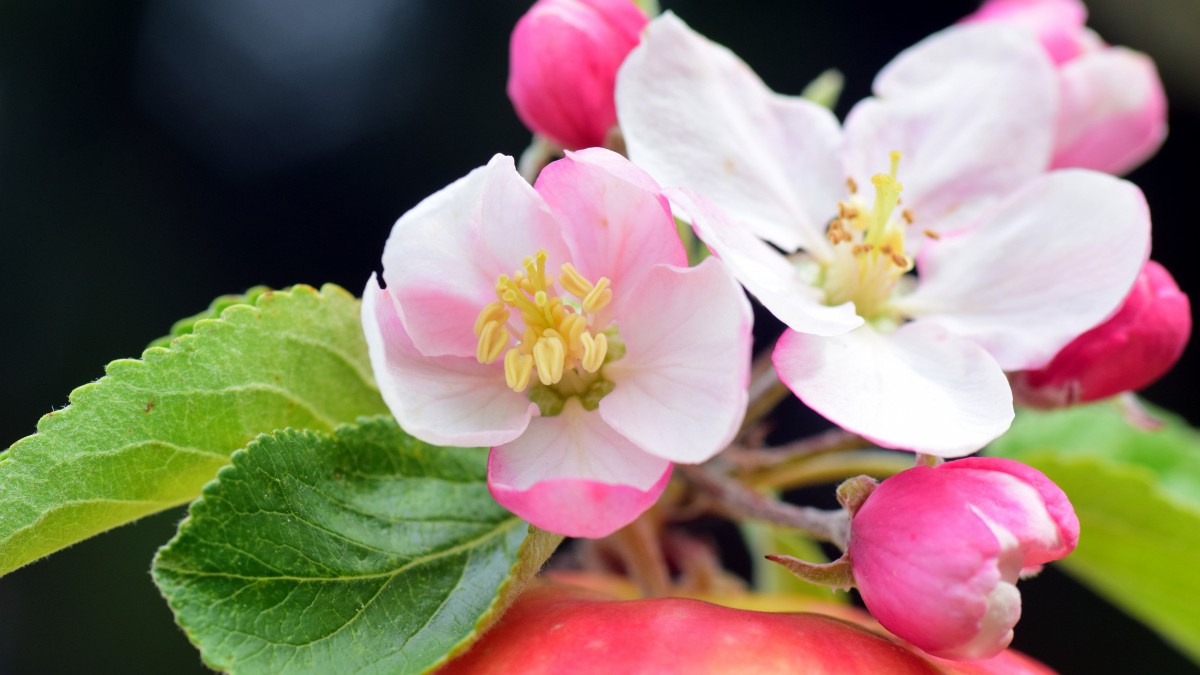 高清苹果花图片-花卉壁纸-高清花卉图片-第8图-娟娟壁纸