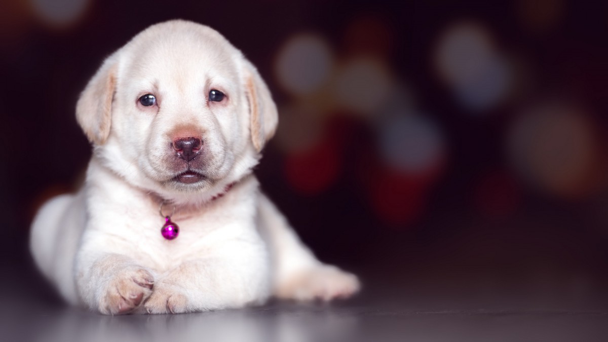 拉布拉多幼犬的图片