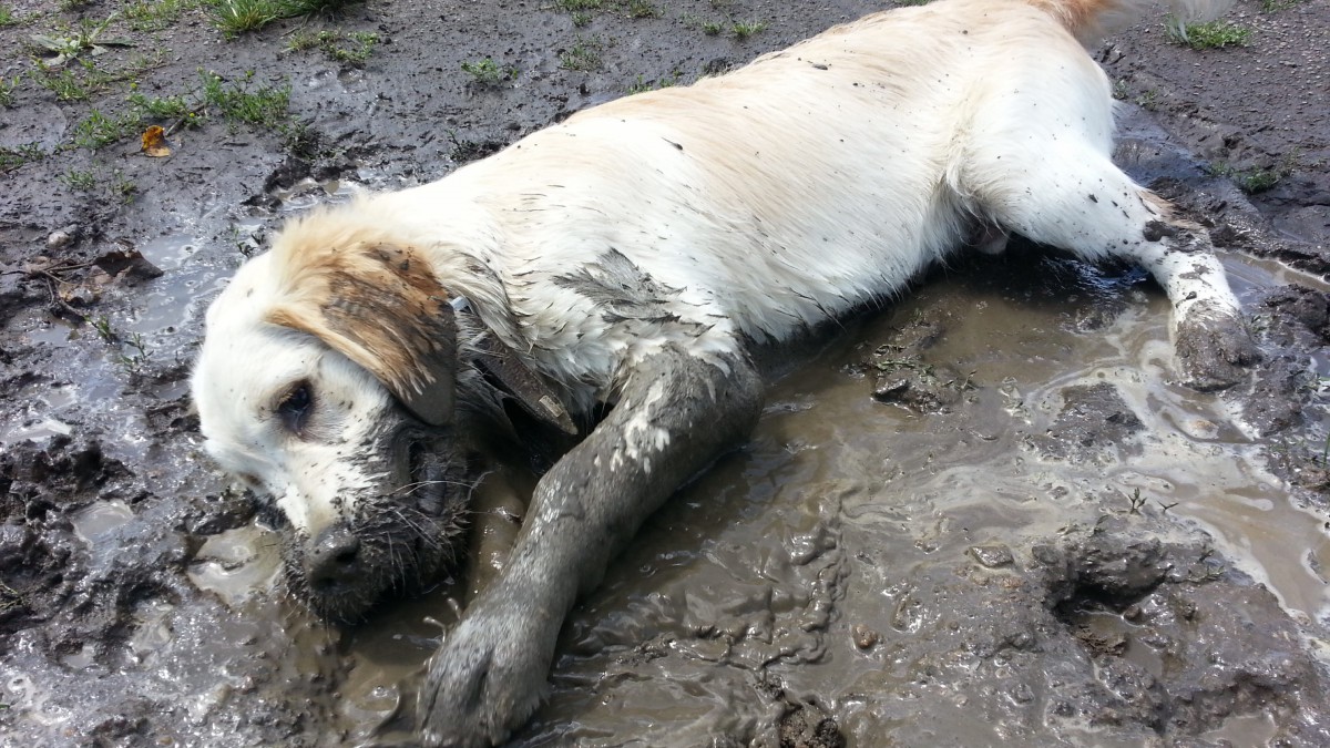 拉布拉多犬的图片411