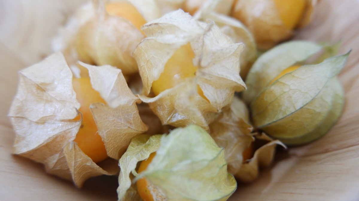 高清成熟的菇娘图片-花卉壁纸-高清花卉图片-第2图-娟娟壁纸