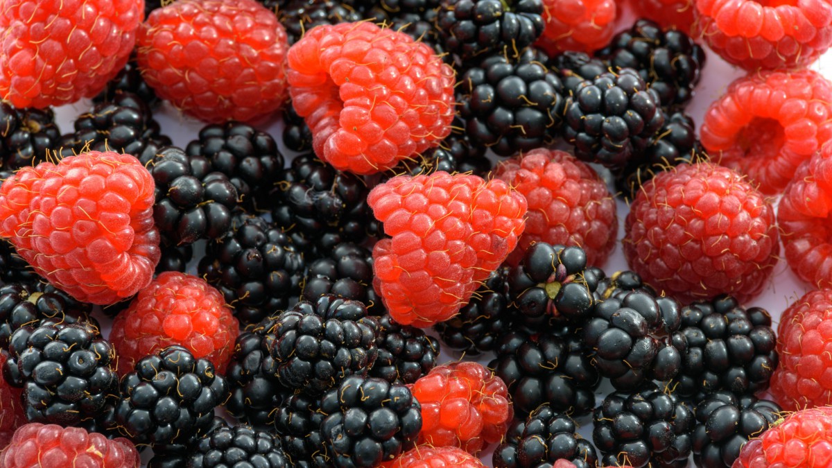 高清黑莓水果图片-花卉壁纸-高清花卉图片-第9图-娟娟壁纸