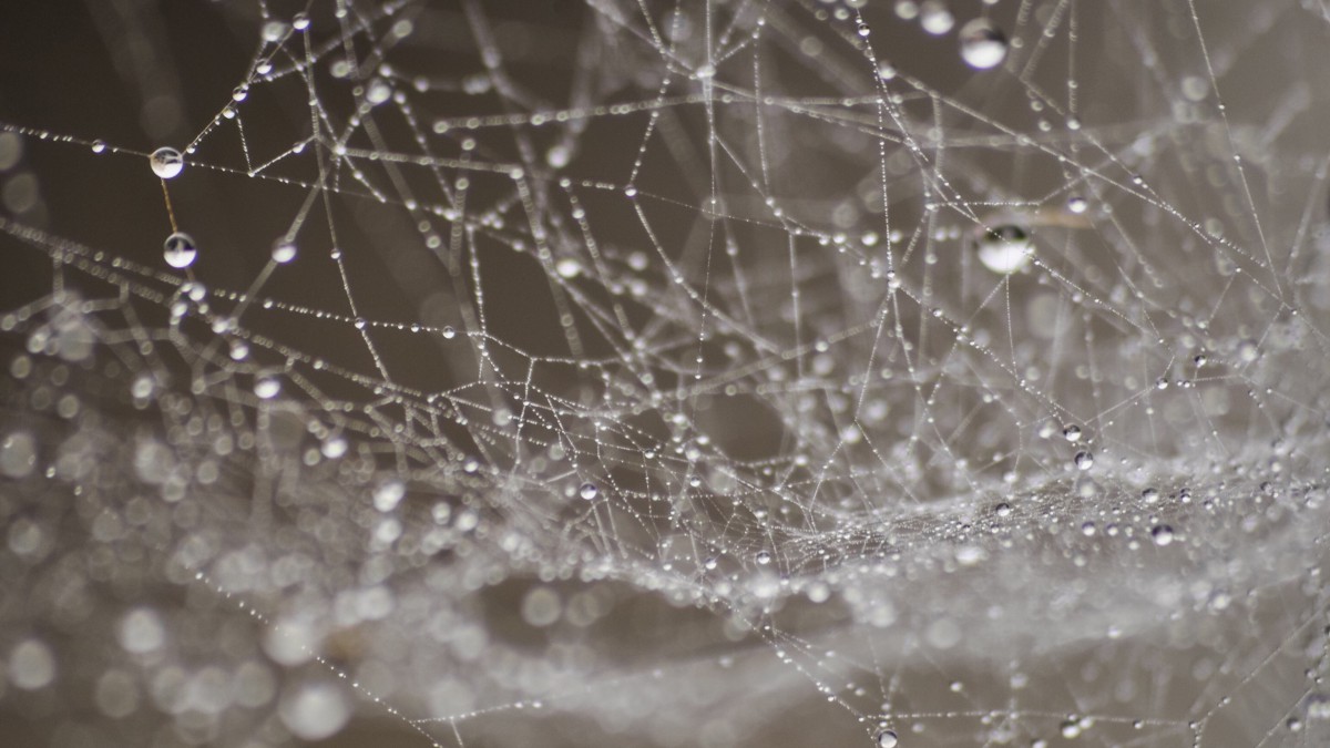 蜘蛛网图片大全-静物壁纸-高清静物图片-娟娟壁纸