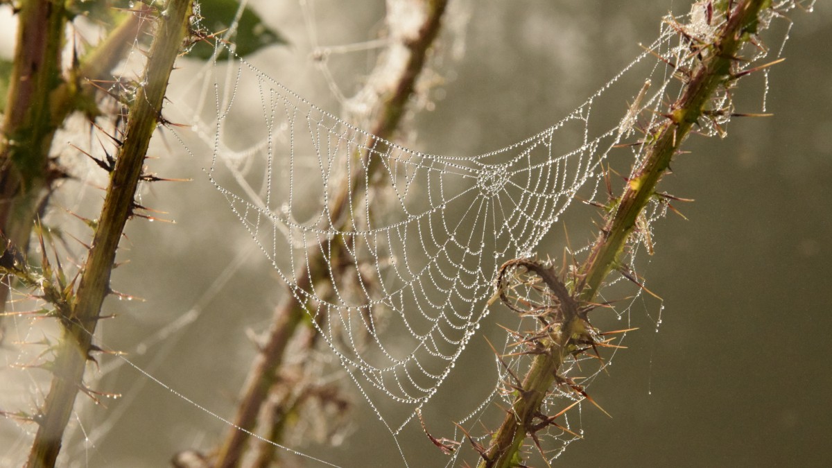 蜘蛛网图片大全-静物壁纸-高清静物图片-第7图-娟娟壁纸