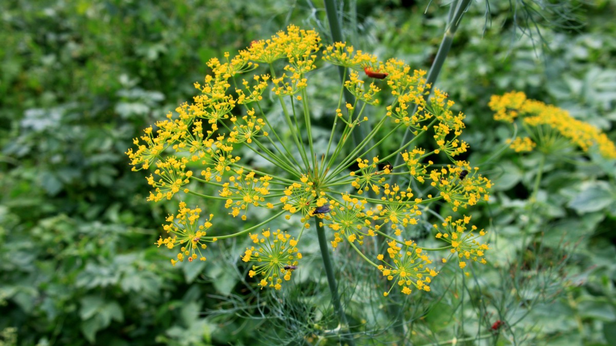 高清莳萝花图片1212