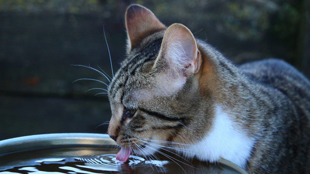 小猫吃东西的图片611