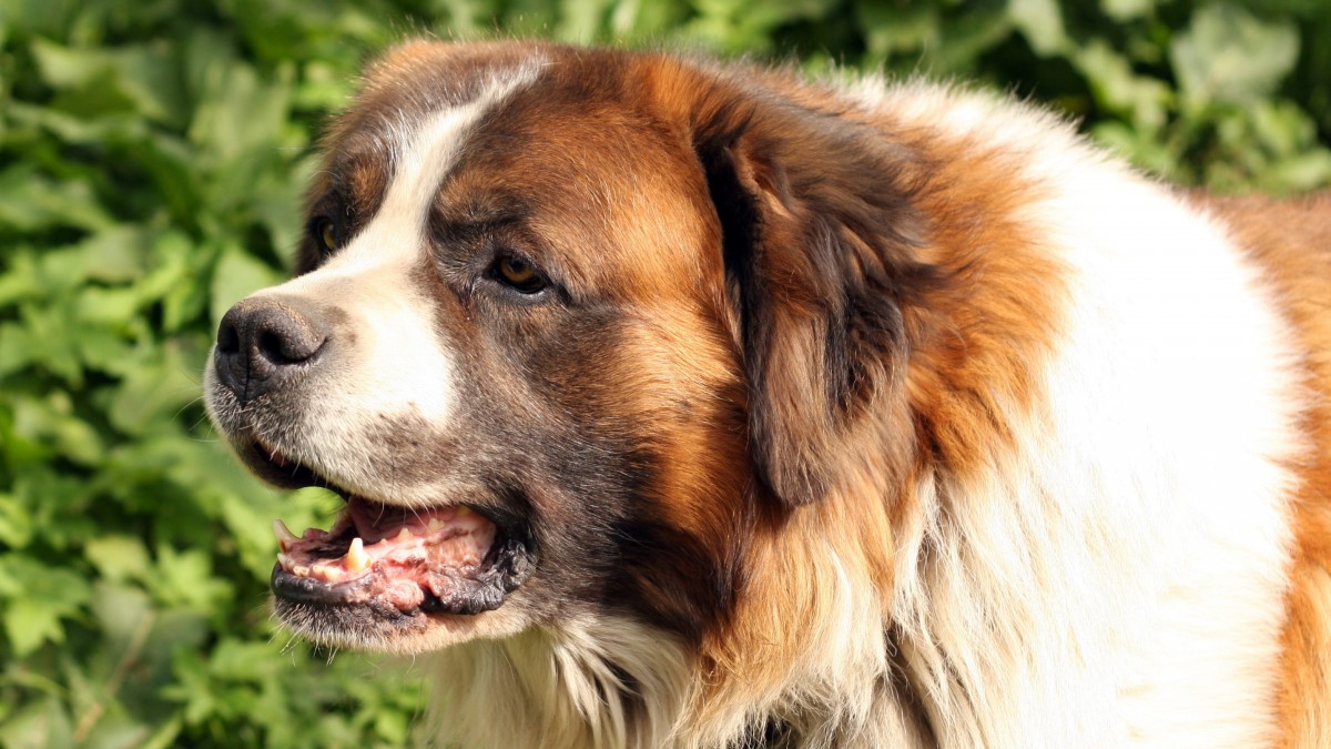 圣伯纳犬图片711