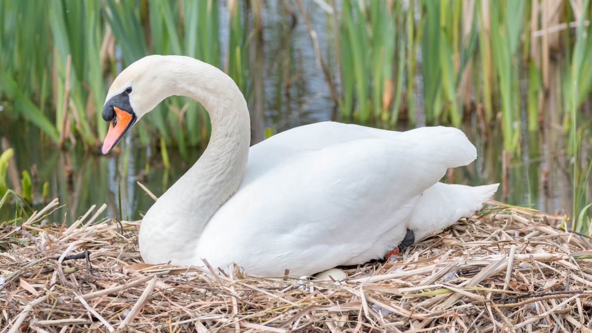 各种各样的鸟巢图片-动物壁纸-高清动物图片-第5图-娟娟壁纸