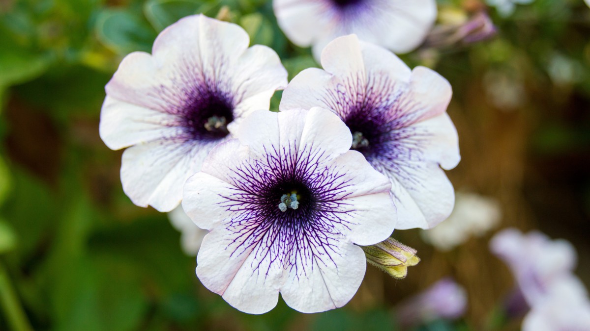 矮牵牛花图片大全大图1314