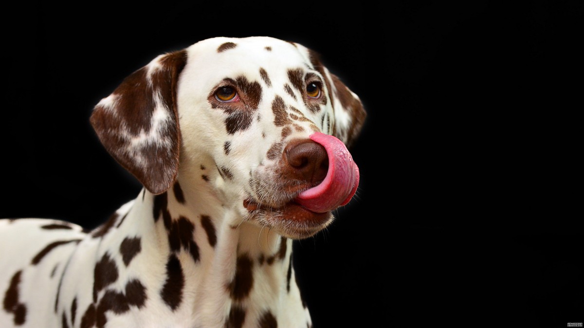 大麦町犬图片大全(3/10)