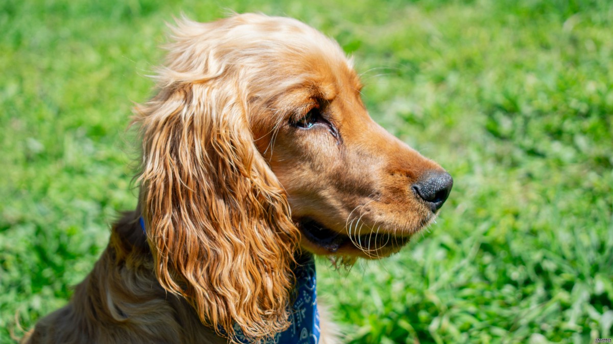 可愛的可卡犬圖片(8/10)