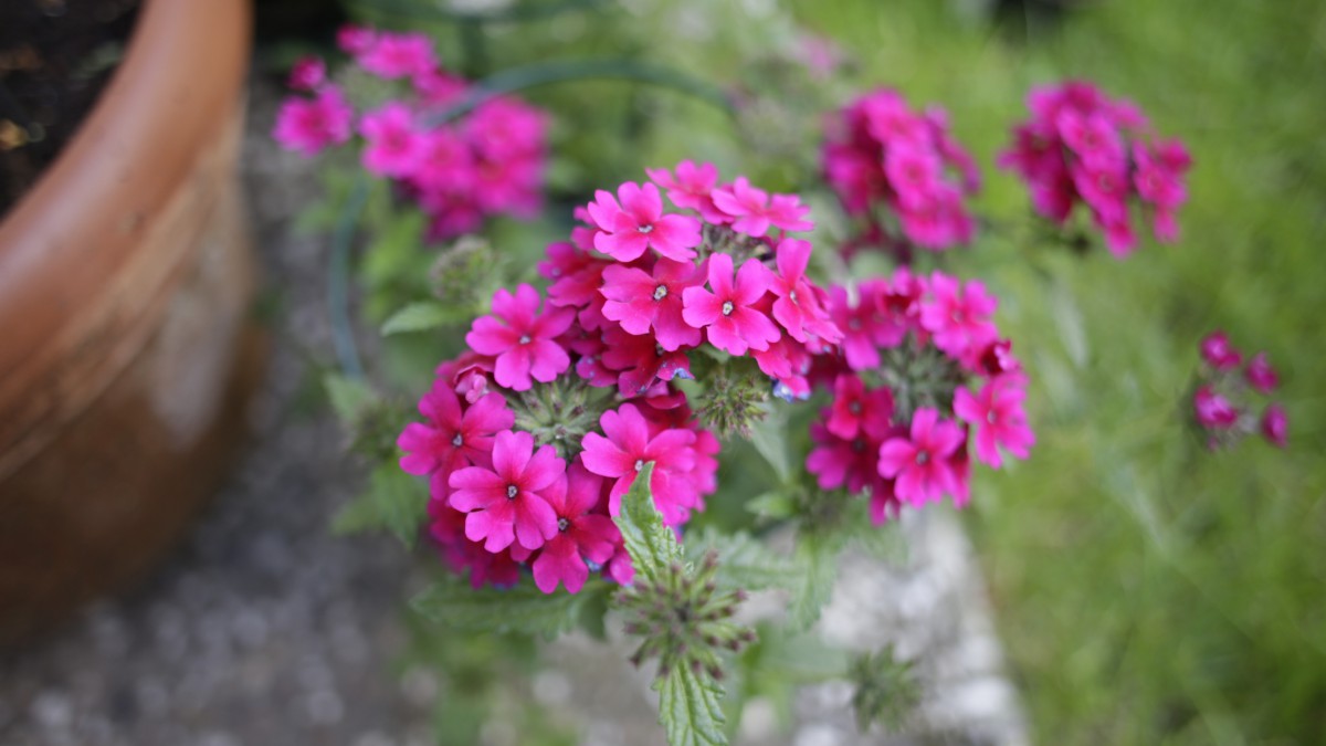 植物美女樱图片410