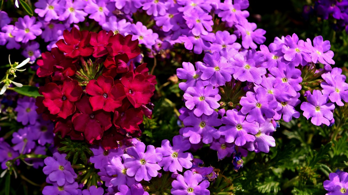 植物美女樱图片-花卉壁纸-高清花卉图片-第8图-娟娟壁纸