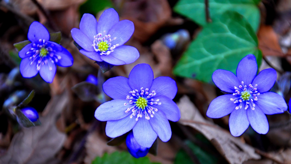 獐耳细辛花图片110