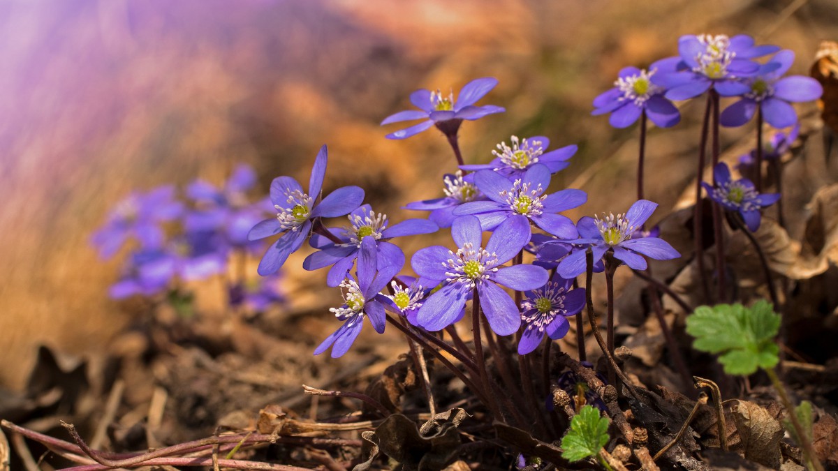 獐耳细辛花图片210