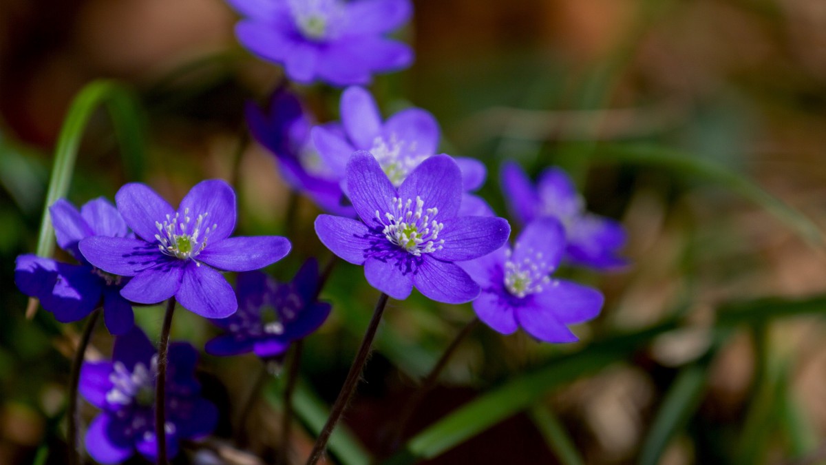 獐耳细辛花图片610