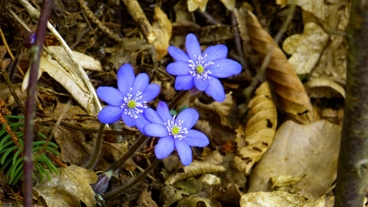 獐耳细辛花图片710
