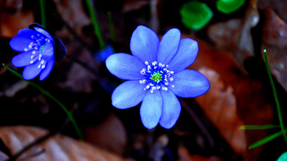 獐耳细辛花图片910