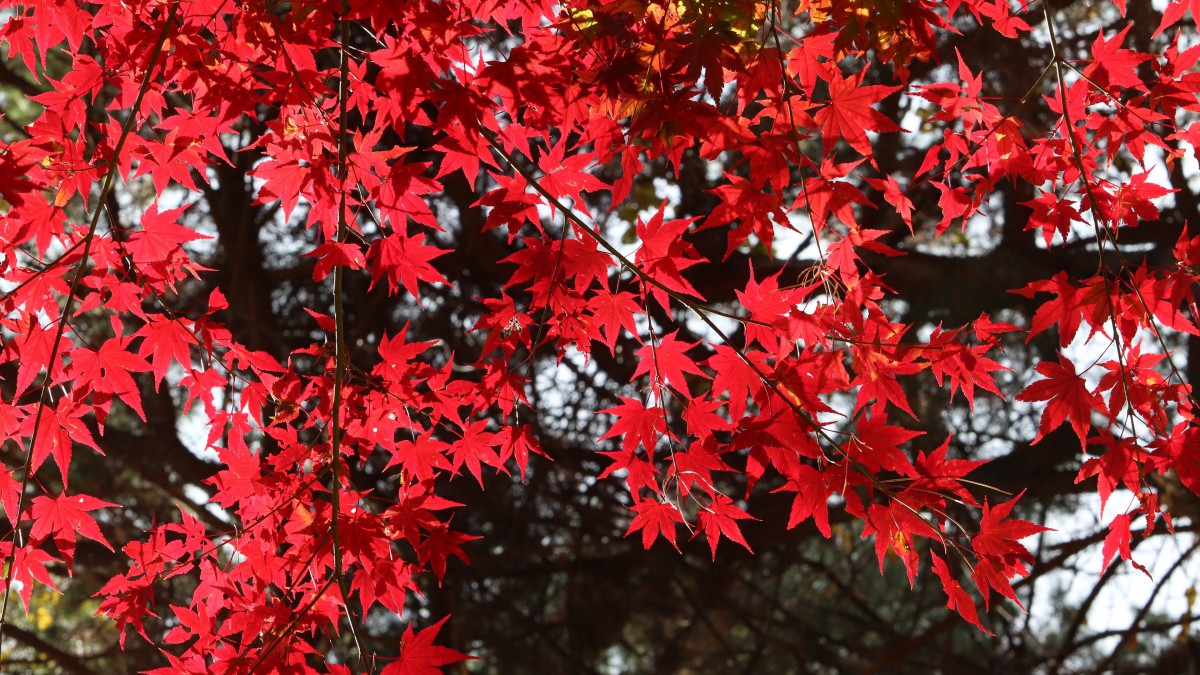 紅色楓葉圖片大全-花卉壁紙-高清花卉圖片-第3圖-娟娟壁紙