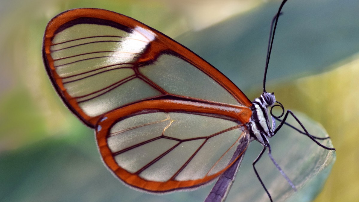 宽纹黑脉绡蝶图片611