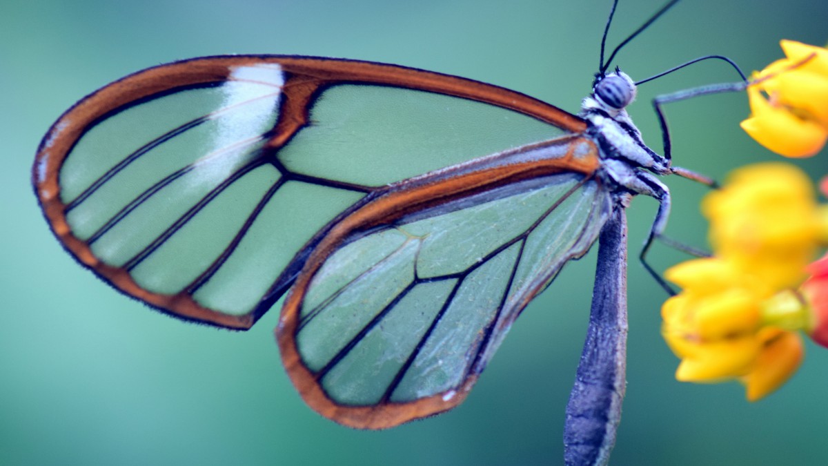 宽纹黑脉绡蝶图片711