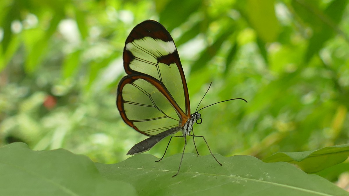 宽纹黑脉绡蝶图片811