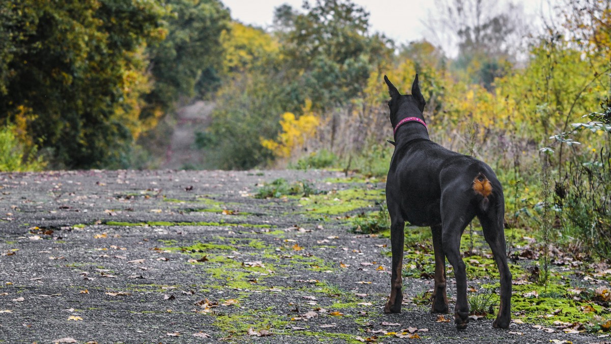 高清杜宾犬图片-动物壁纸-高清动物图片-第3图-娟娟壁纸