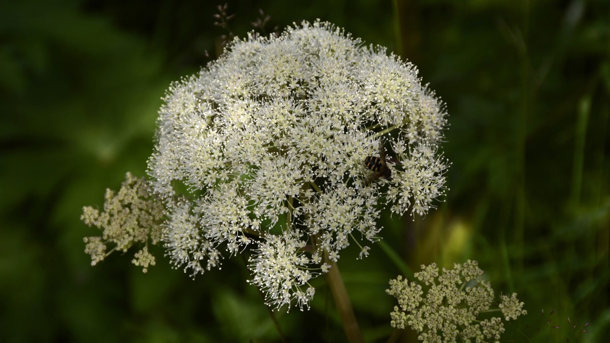 高清鲜花蕾丝花图片-花卉壁纸-高清花卉图片-第2图-娟娟壁纸