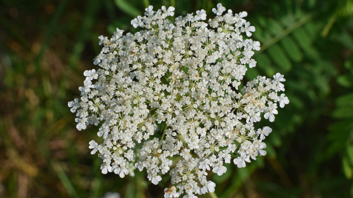 高清鲜花蕾丝花图片-花卉壁纸-高清花卉图片-第6图-娟娟壁纸