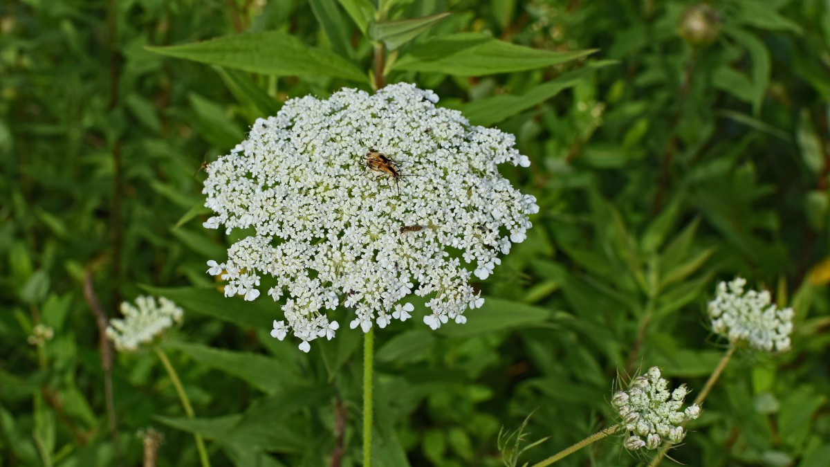 高清鲜花蕾丝花图片-花卉壁纸-高清花卉图片-第7图-娟娟壁纸