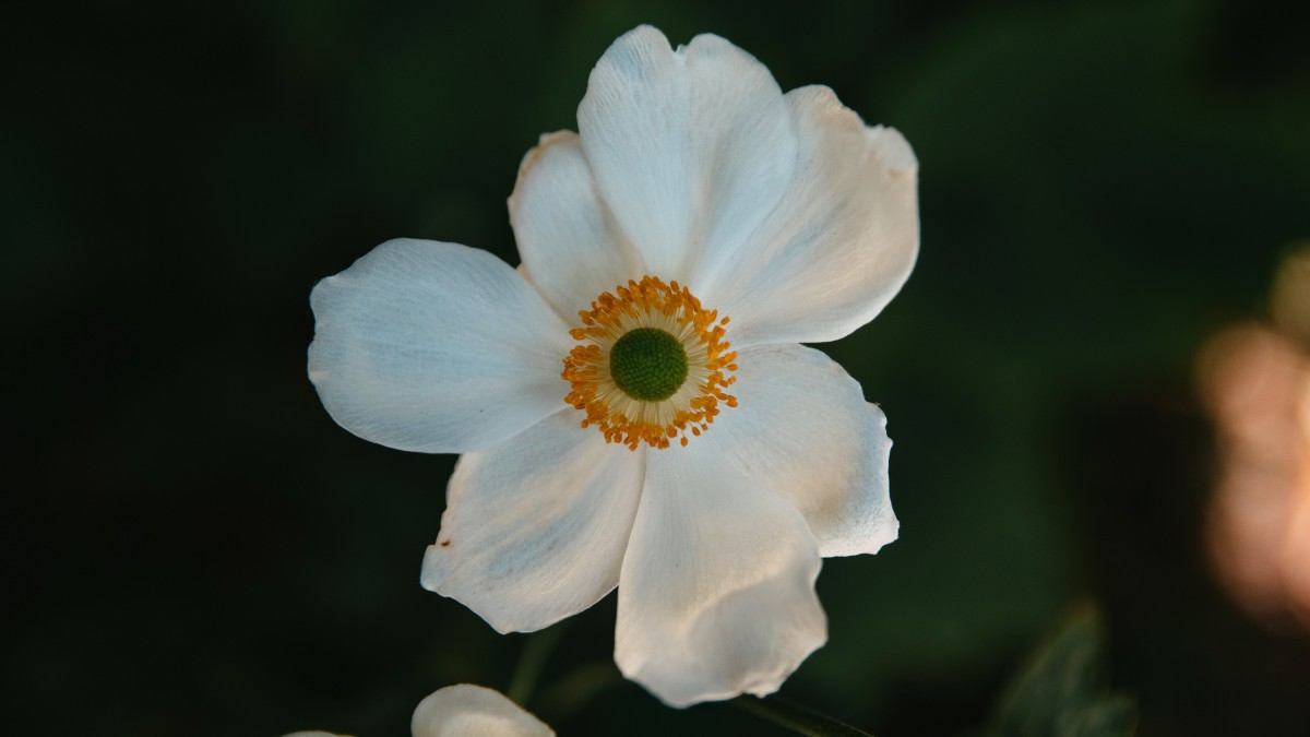 高清银莲花图片大全1010