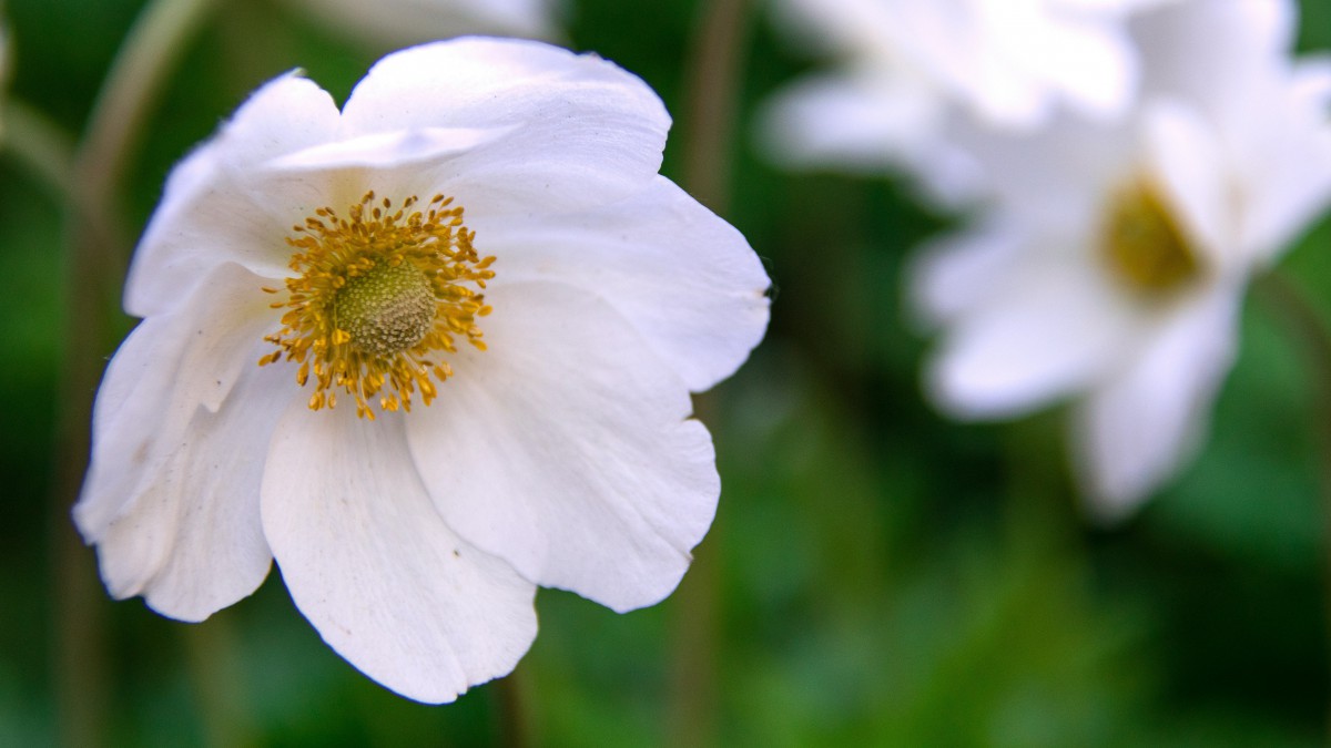 高清银莲花图片大全-花卉壁纸-高清花卉图片-第9图-娟娟壁纸