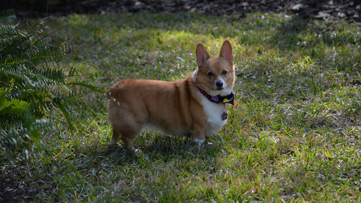 高清威尔士柯基犬图片1212