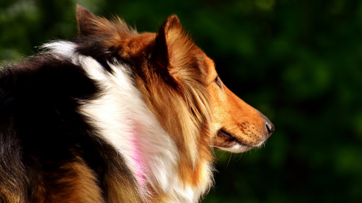 苏牧犬图片大全