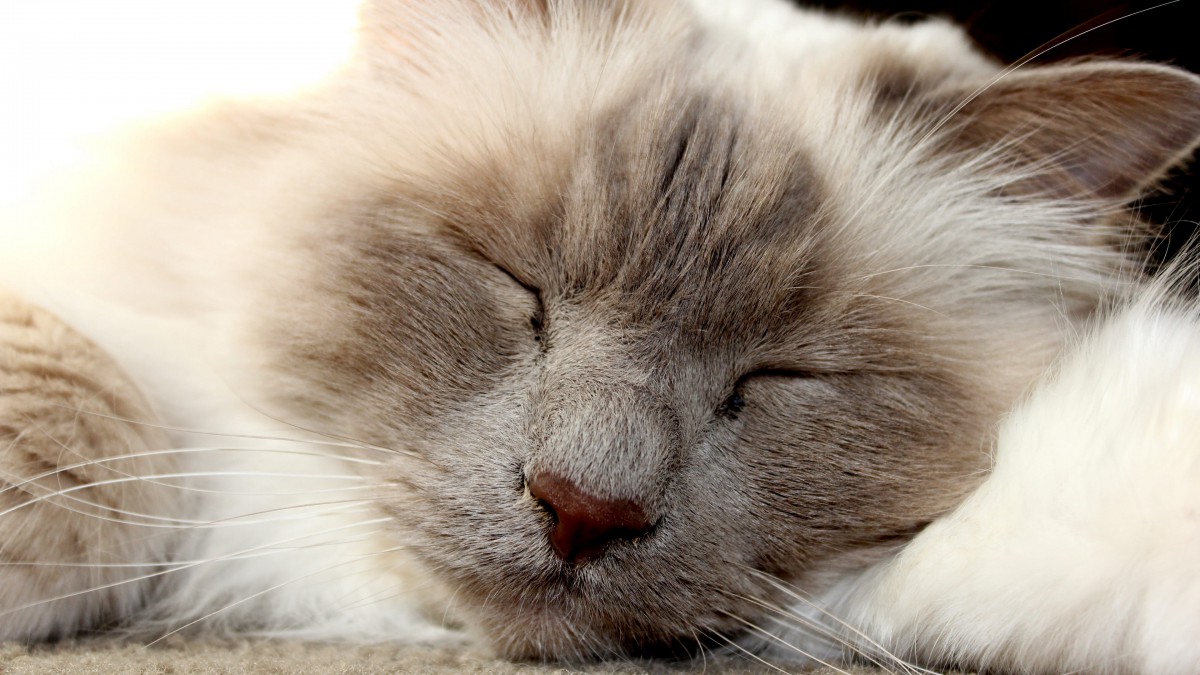 伯曼猫图片大全710