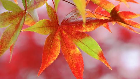 秋天最美的枫叶图片