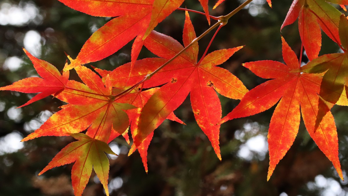 秋天最美的枫叶图片1012