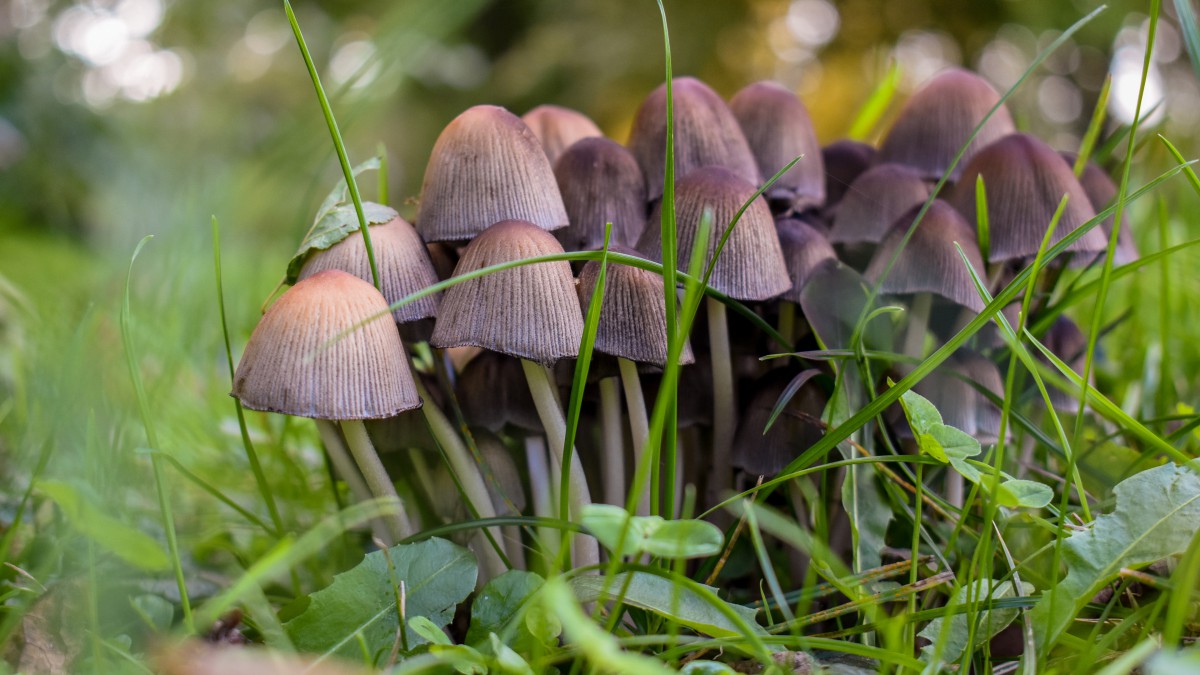 桌面壁纸 花卉 植物绿叶 森林里的高清蘑菇图片大全简介:森林里的