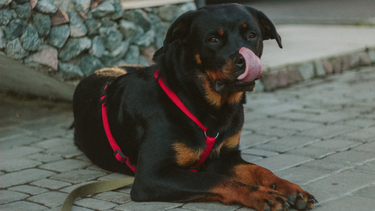 纯黑色罗威纳犬图片